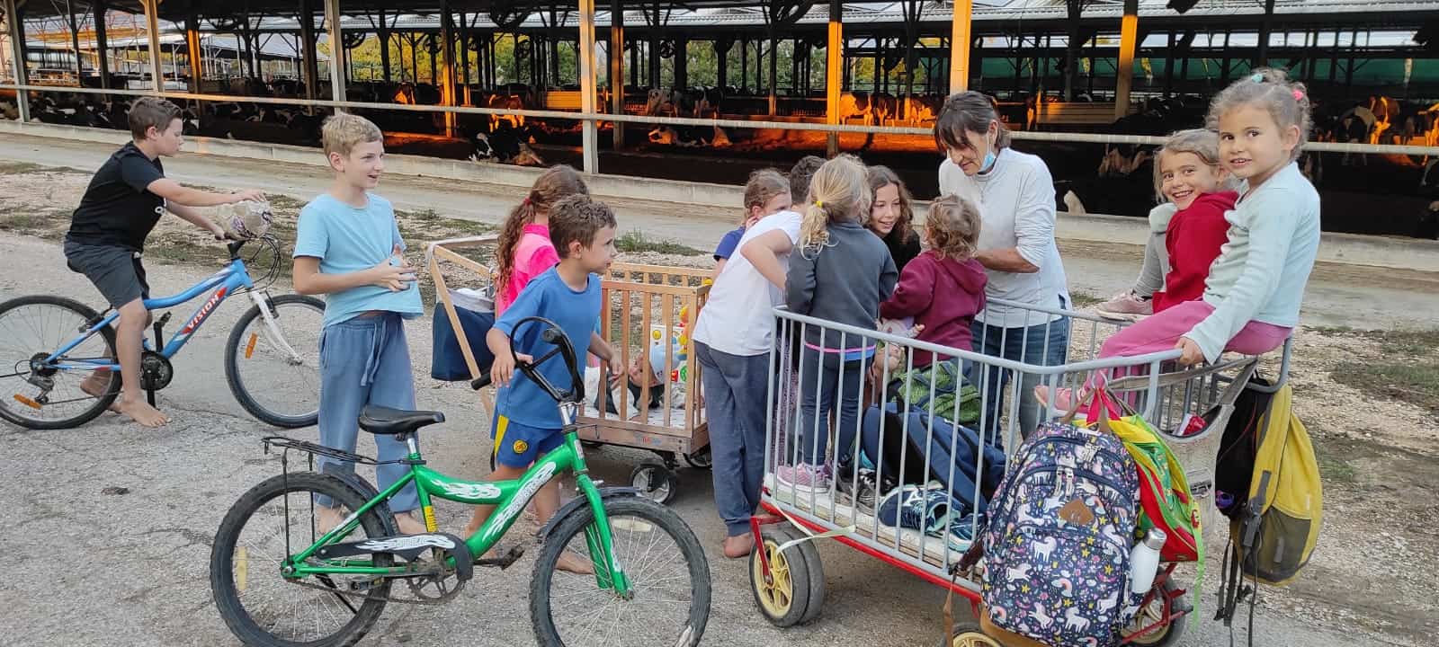 עגלול גדול גגון לעגלול